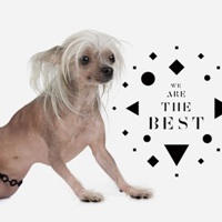 The Chap &lsaquo;We Are The Best&rsaquo;